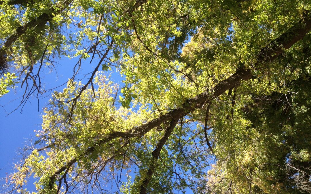 TreesSun