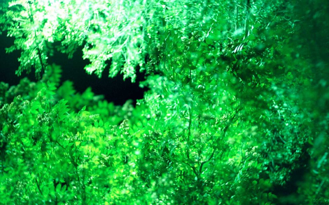 backyardwoodlarge