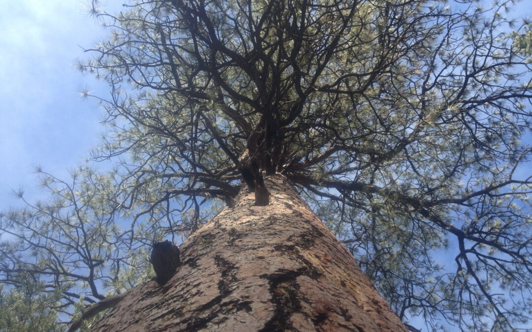 Blair’s Tree Friend