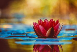 Image by Coleur: https://pixabay.com/photos/water-lily-aquatic-plant-flower-3784022/