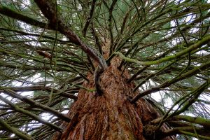 https://pixabay.com/photos/sequoia-tree-large-cypress-tribe-2461260/