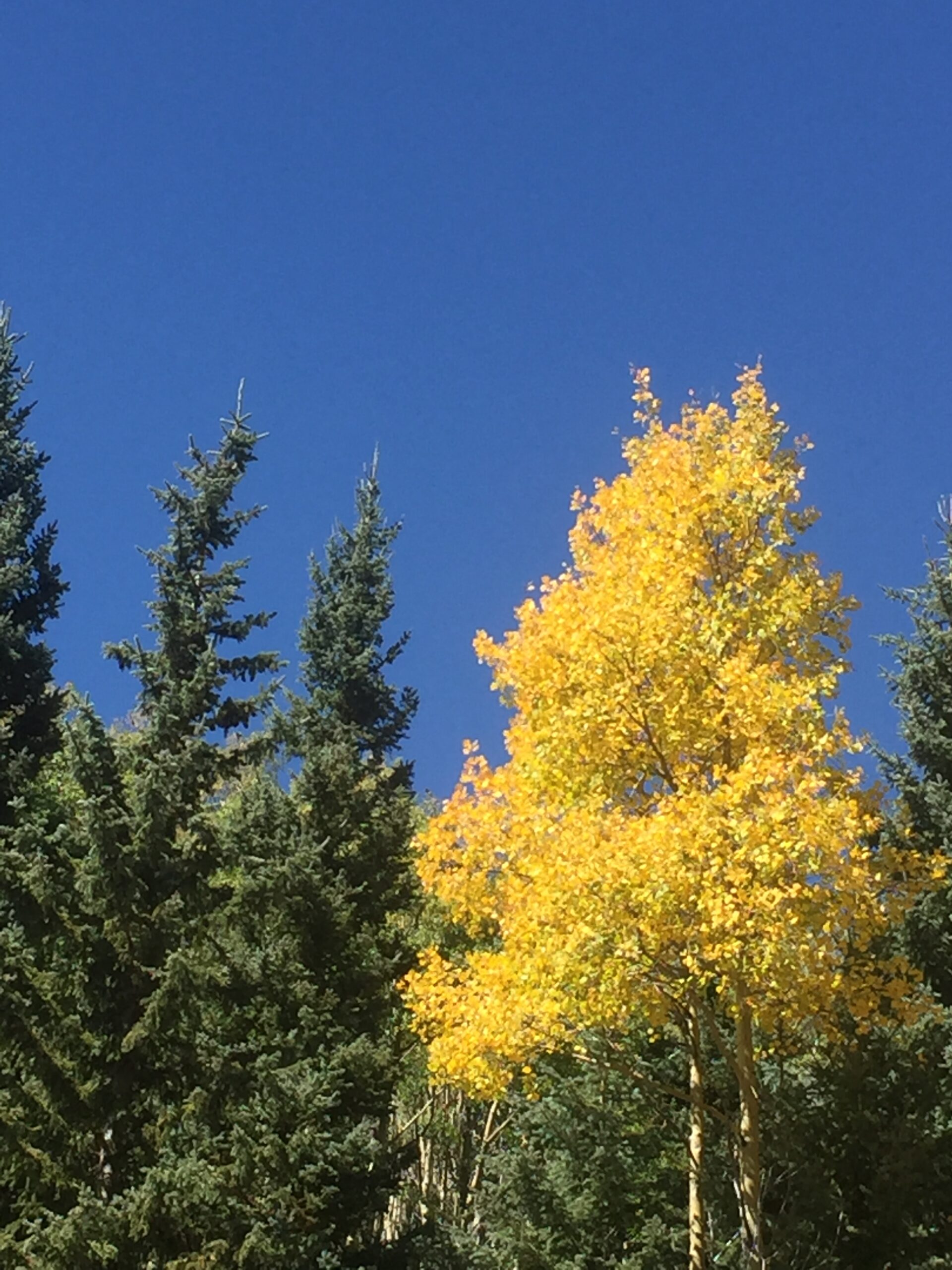 Aspen
